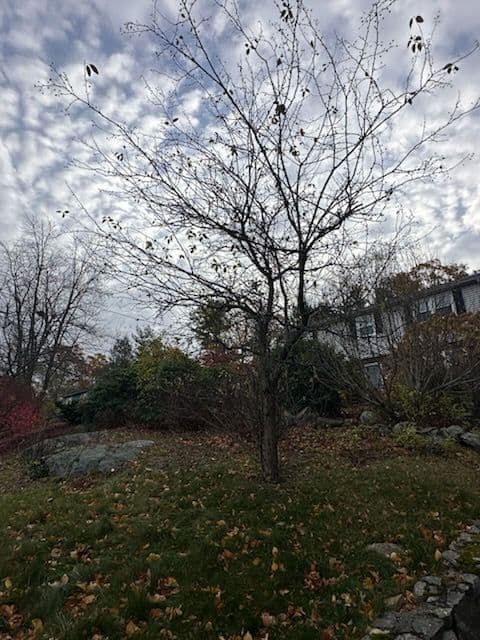 Gallery photos for Fall Yard Beautification with EAC Masonry and Landscaping: Image #3